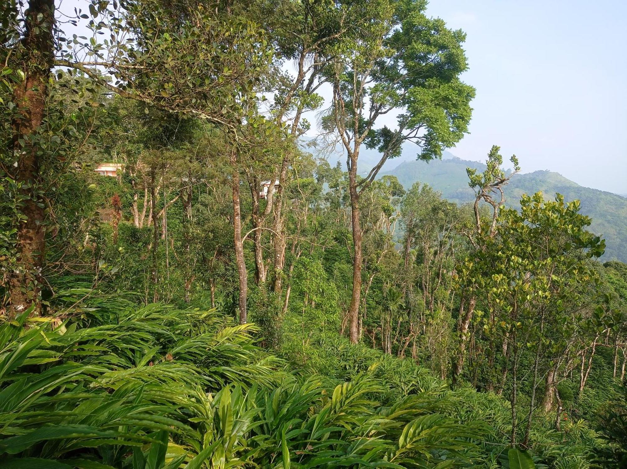 Munnar Home Stay Teadrops Plantation Villa Exterior foto