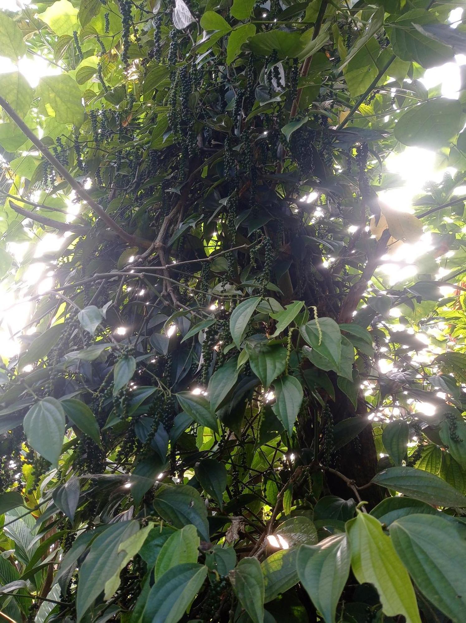 Munnar Home Stay Teadrops Plantation Villa Exterior foto